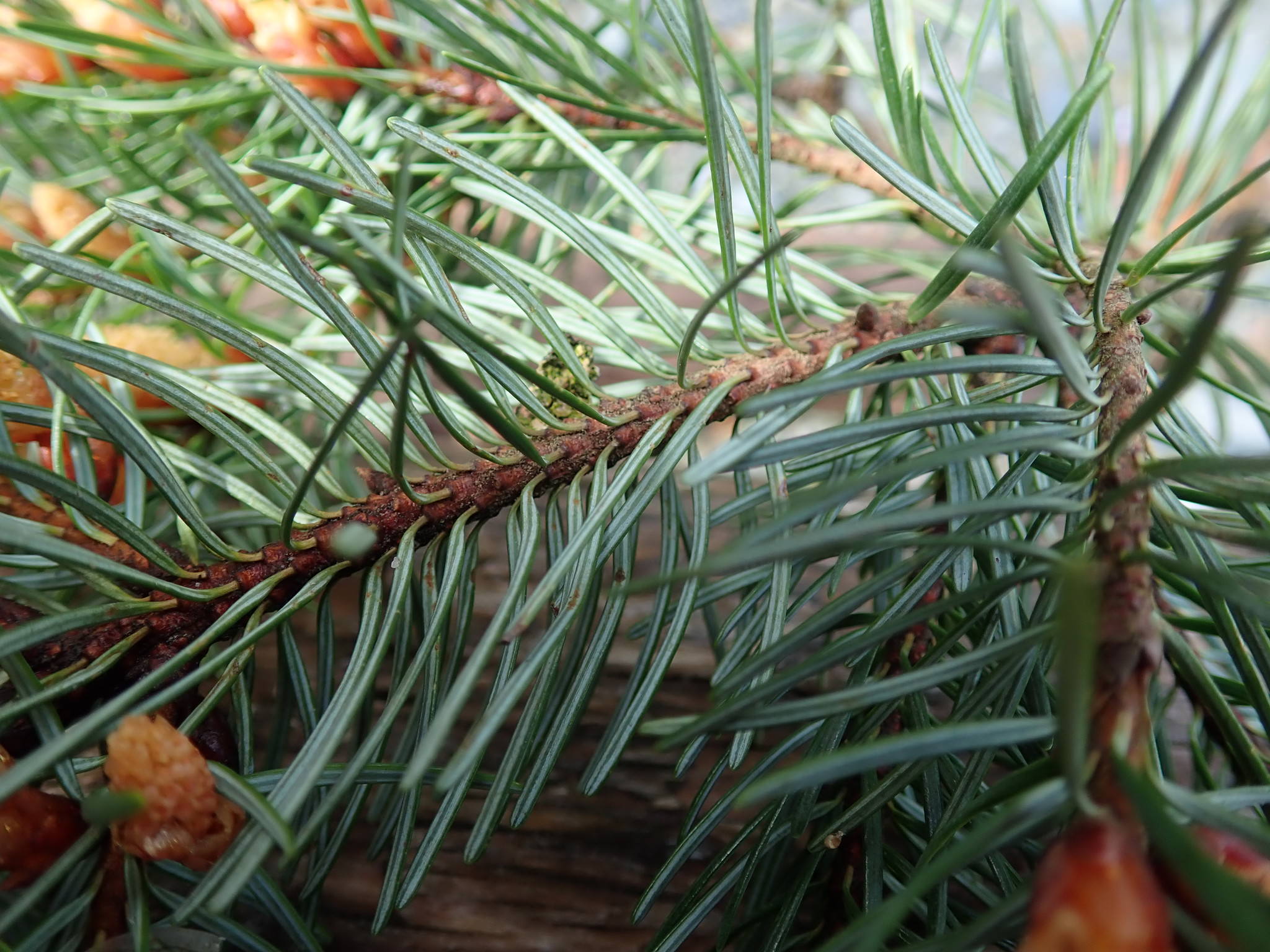 Pseudotsuga menziesii 'Douglas Fir'